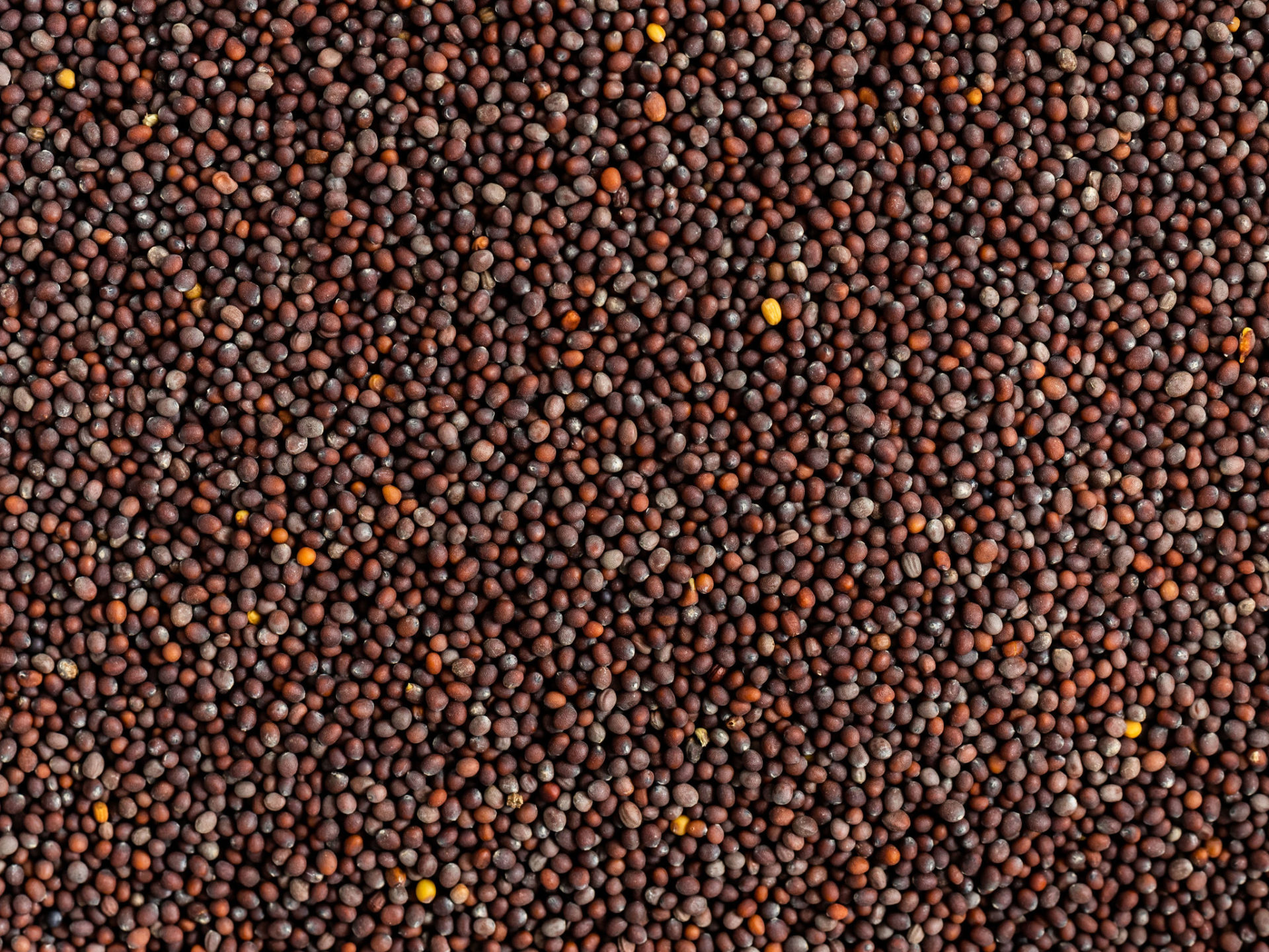 shemins black mustard seeds